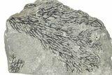Silurian Graptolite Fossil Plate - New York #270002-1